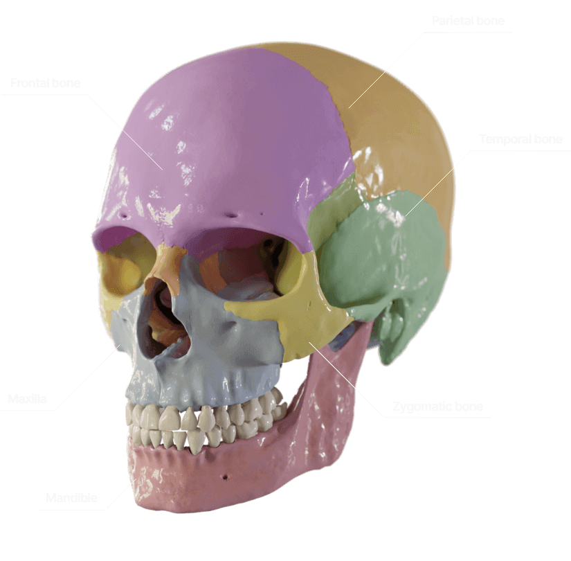 anatomy.app-skull-vizulation